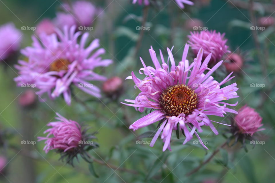 Nature, Flower, Flora, Summer, Garden