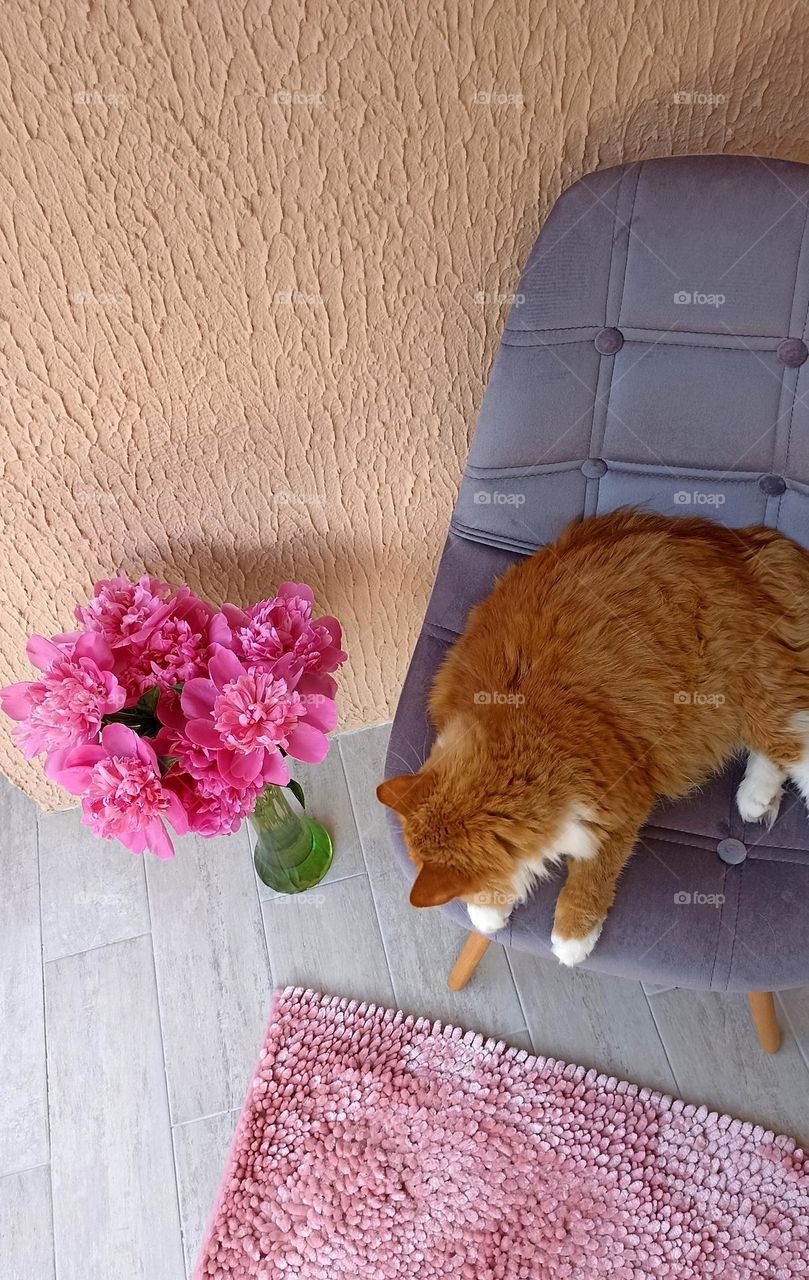 peony flowers in vase and cat resting summer time