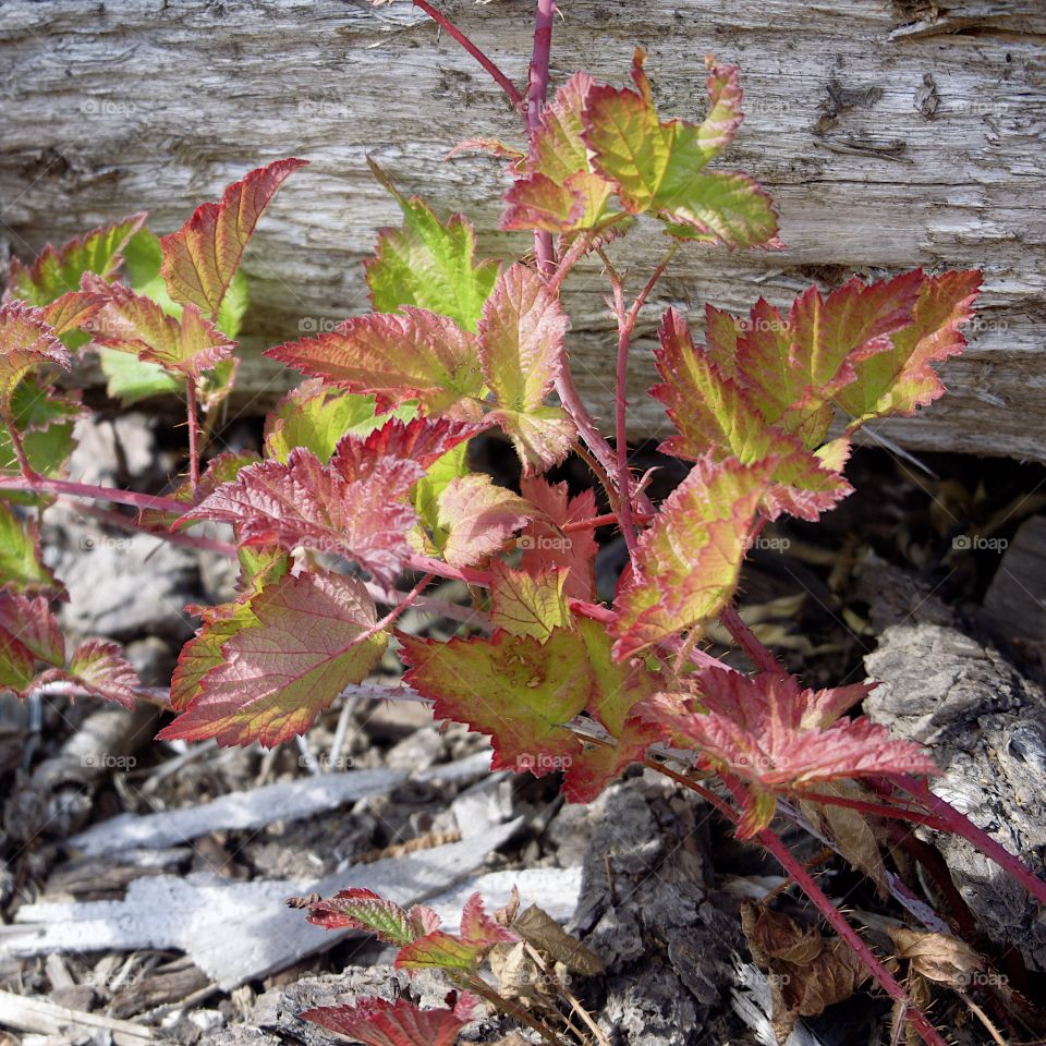 An old weathered log in the forests of Western Oregon with a vine in its beautiful fall colors of red, yellow, and green on a sunny fall day.