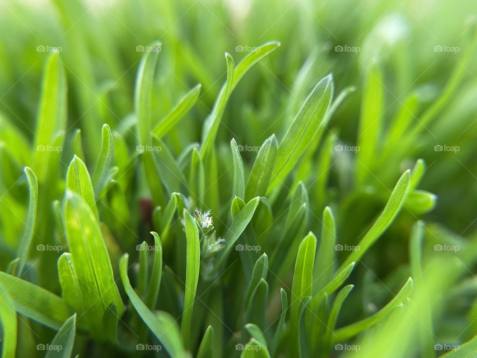 Green grass in early spring 