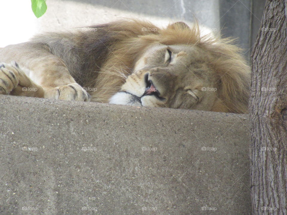 Tired Lion