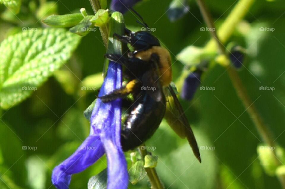 summer bee