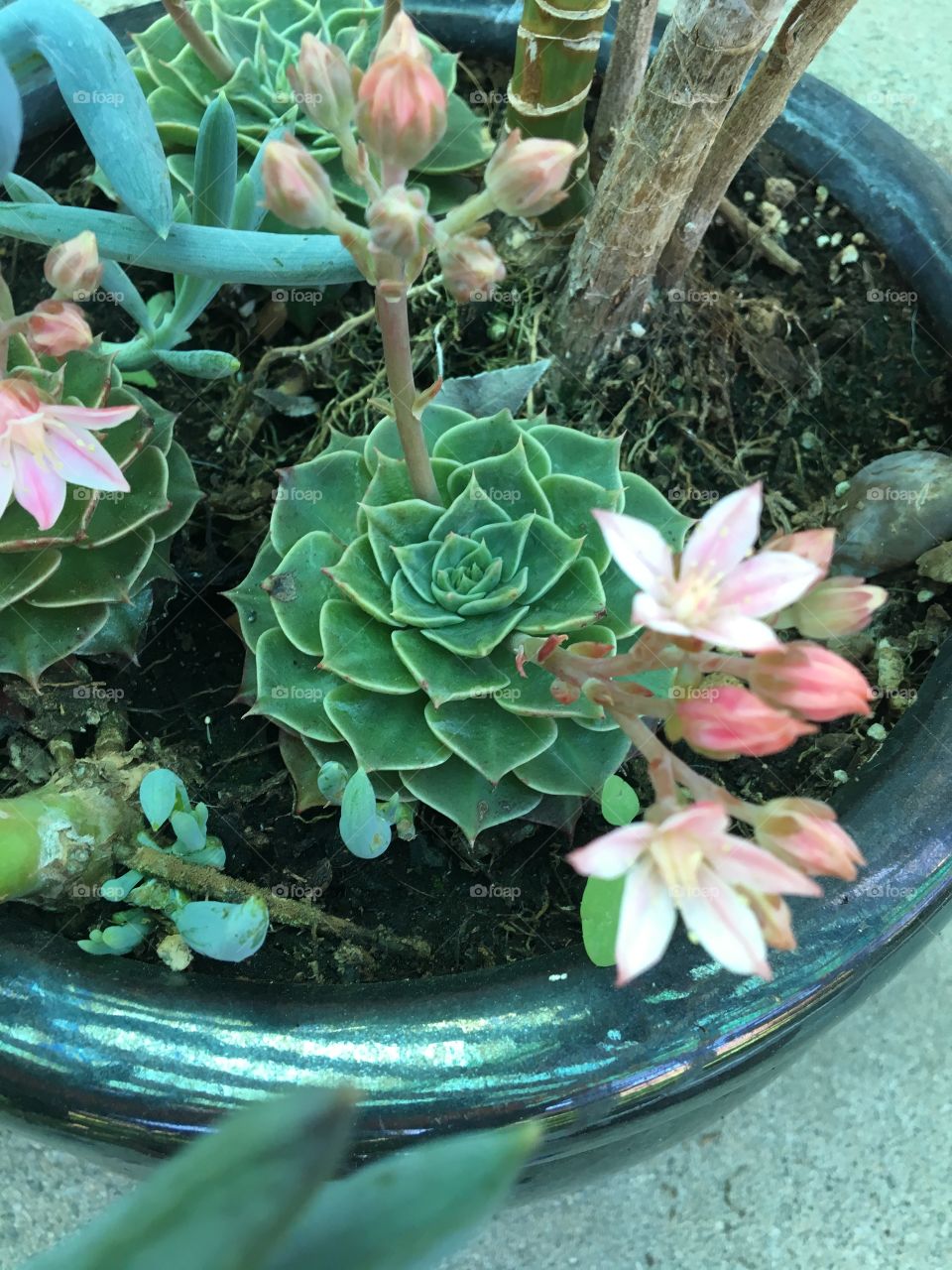 Blooming succulents