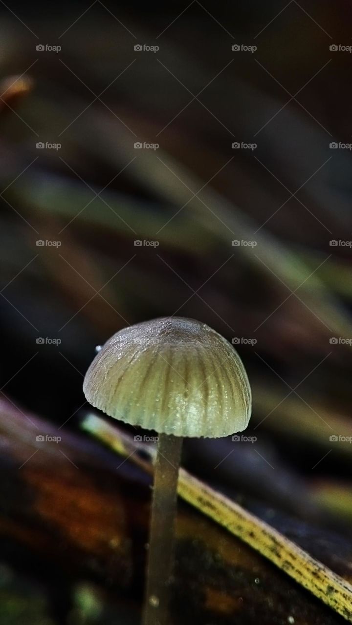Macro photo of mushrooms in the forest