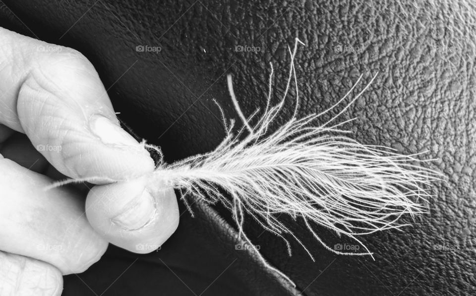 feather