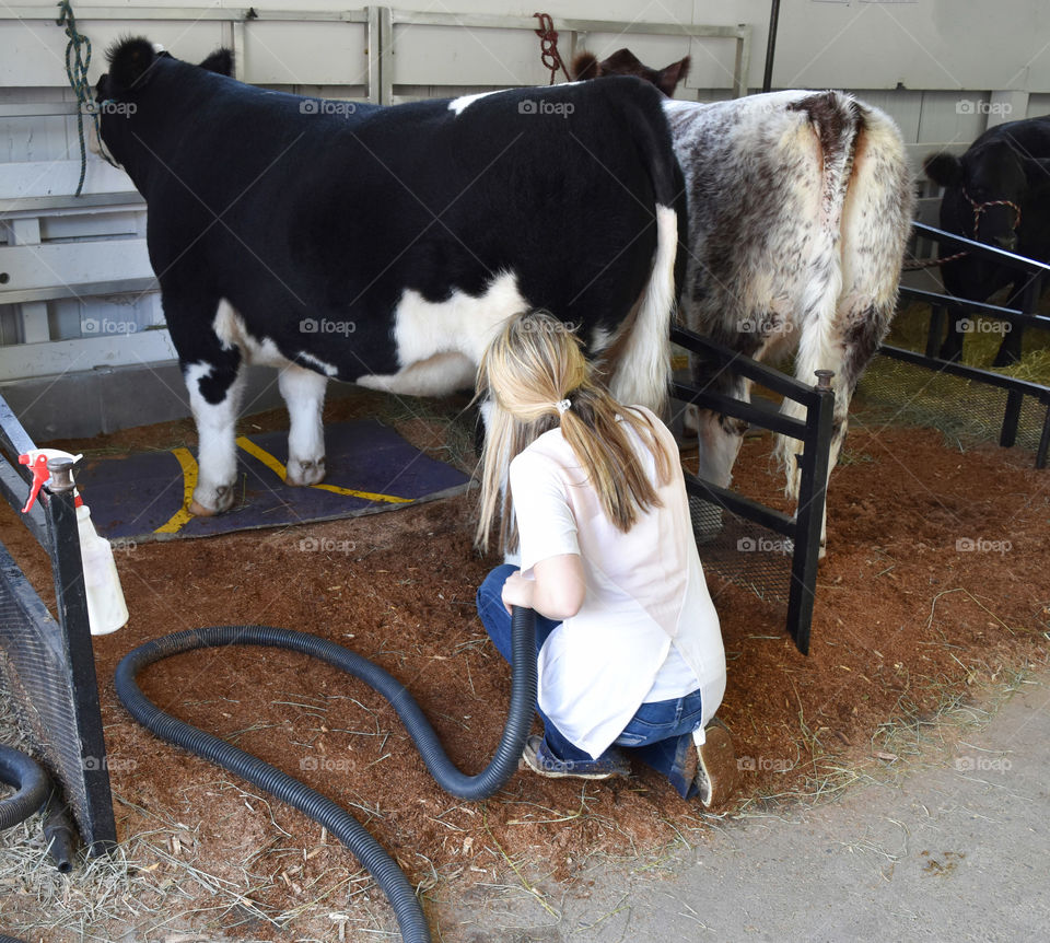 Grooming a steer for show at the state or county fair