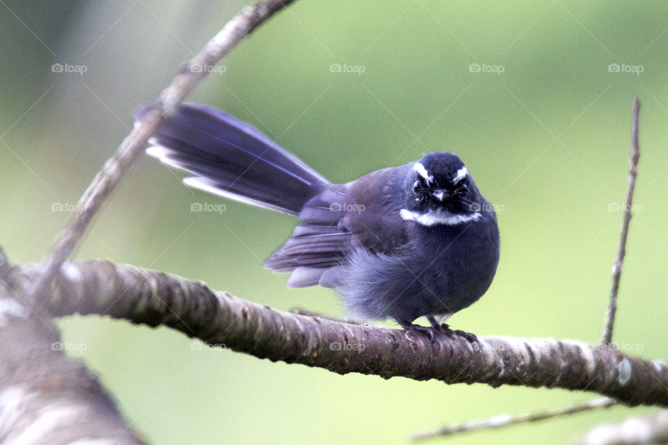 White Throated Fantail 