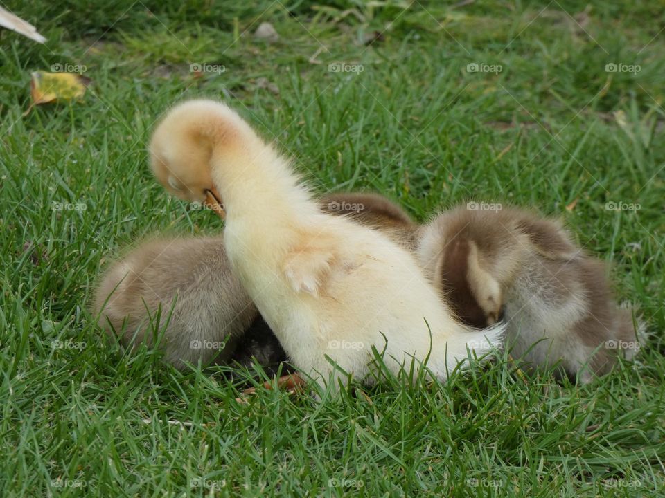 A family of ducklings 