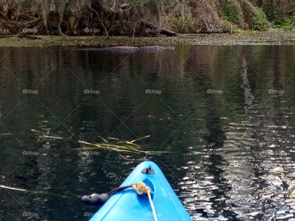 Gator watching me