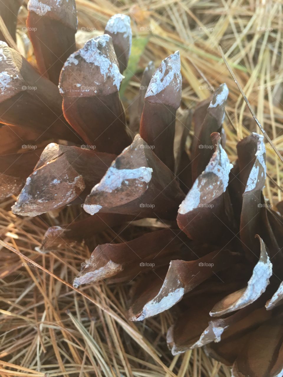Pine Cone