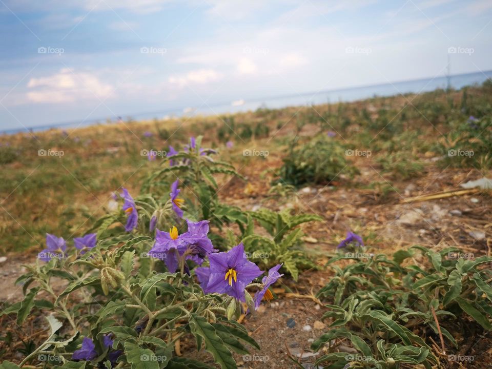 Wild Flowers on the sea sand