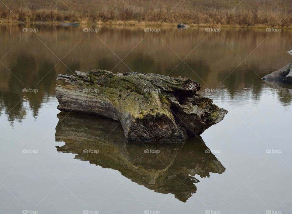 log in pond reflection