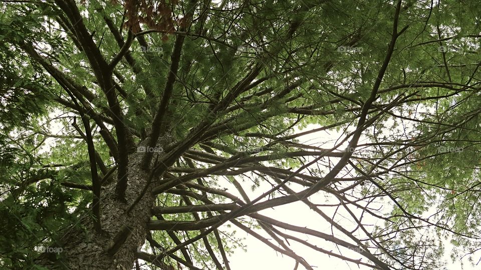 A tree worth climbing