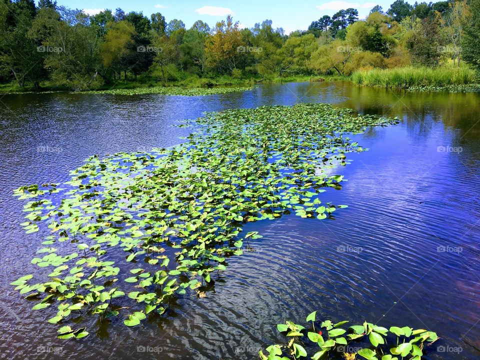 Lily pads in Yates Mill Pond