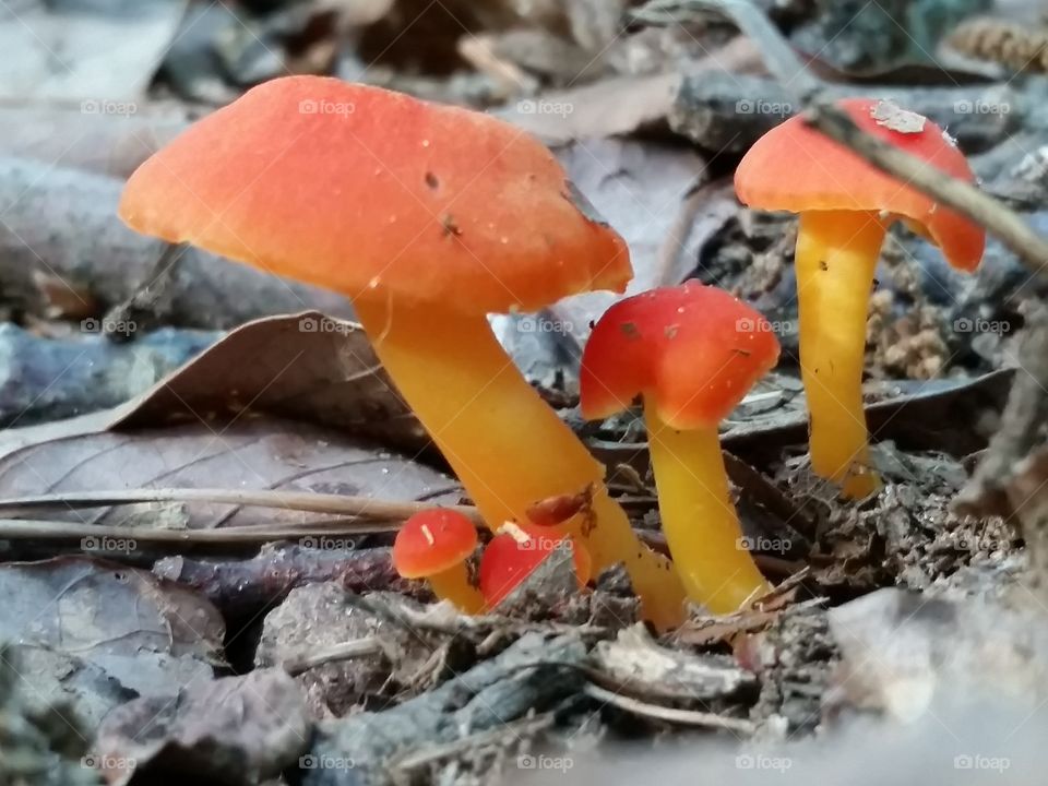 poisonous mushrooms. found these on a trail