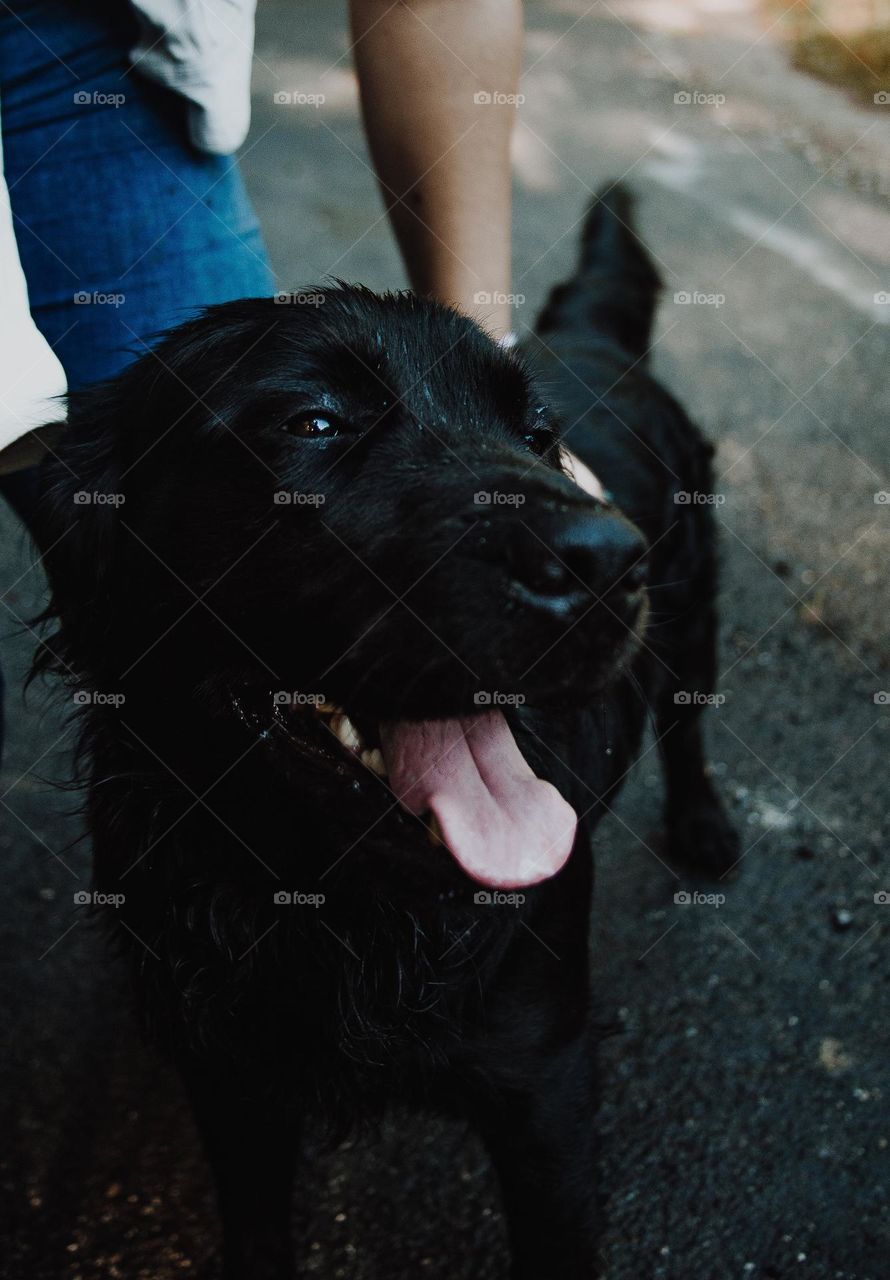 A blissful wet canine grins for the camera while getting a charge out of getting petted.