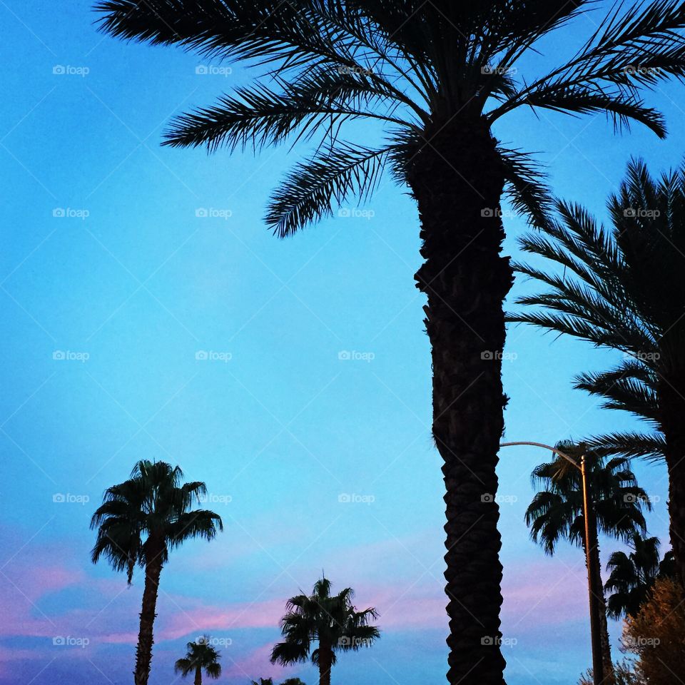 Palm tree silhouette against a blue and pink sky