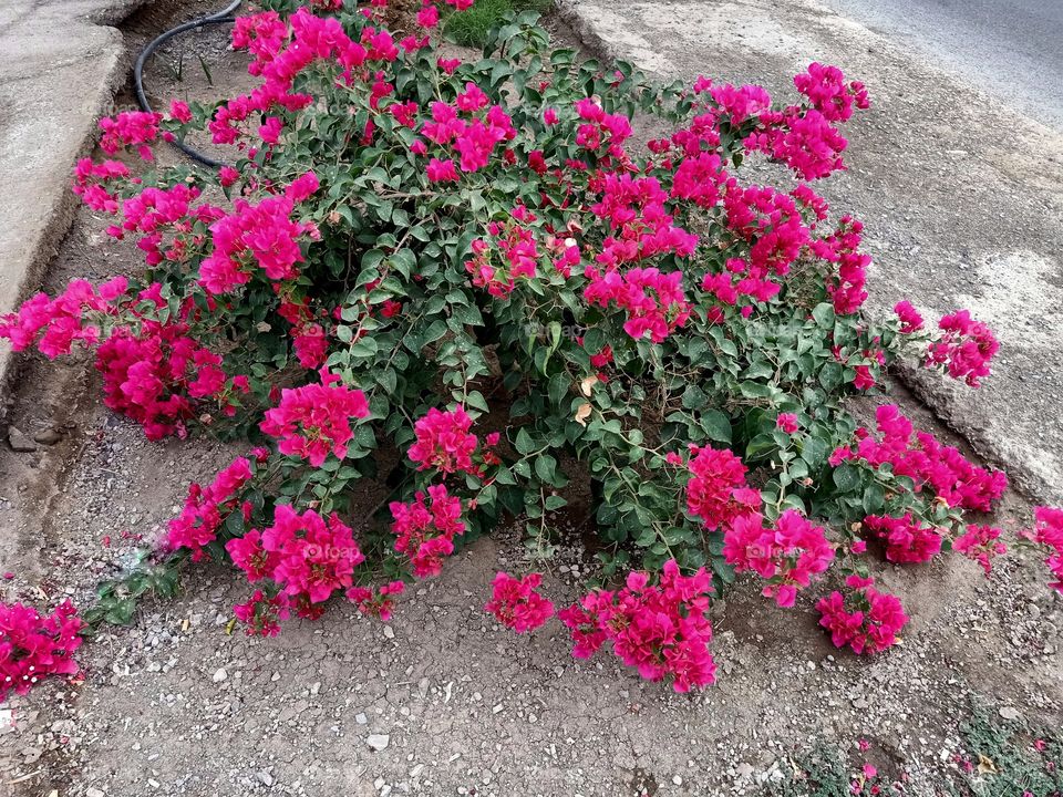 Bougainvillea Spectabilis