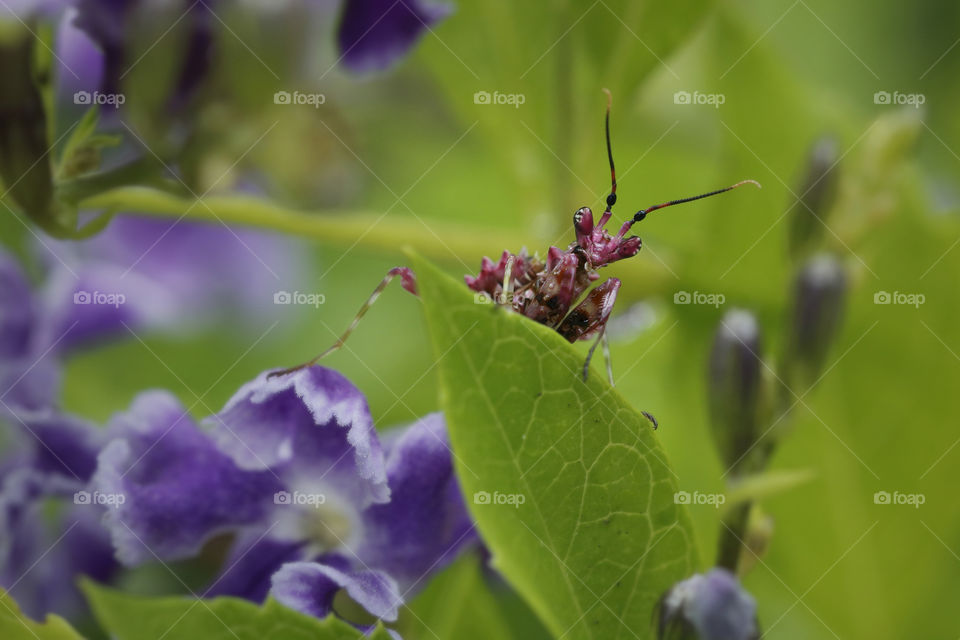 Purple flower mantis blends in with a flower behind green leaves