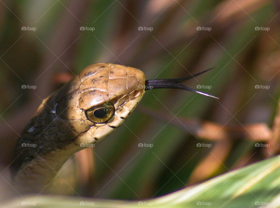 eye africa tongue snake by mike007