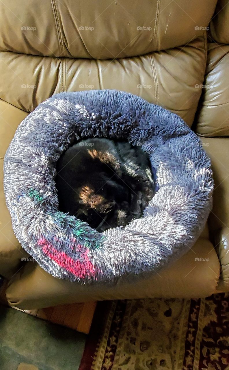 Black cat sleeping curled up in round bed on couch. Sun and prisms reflecting colors through window blind.