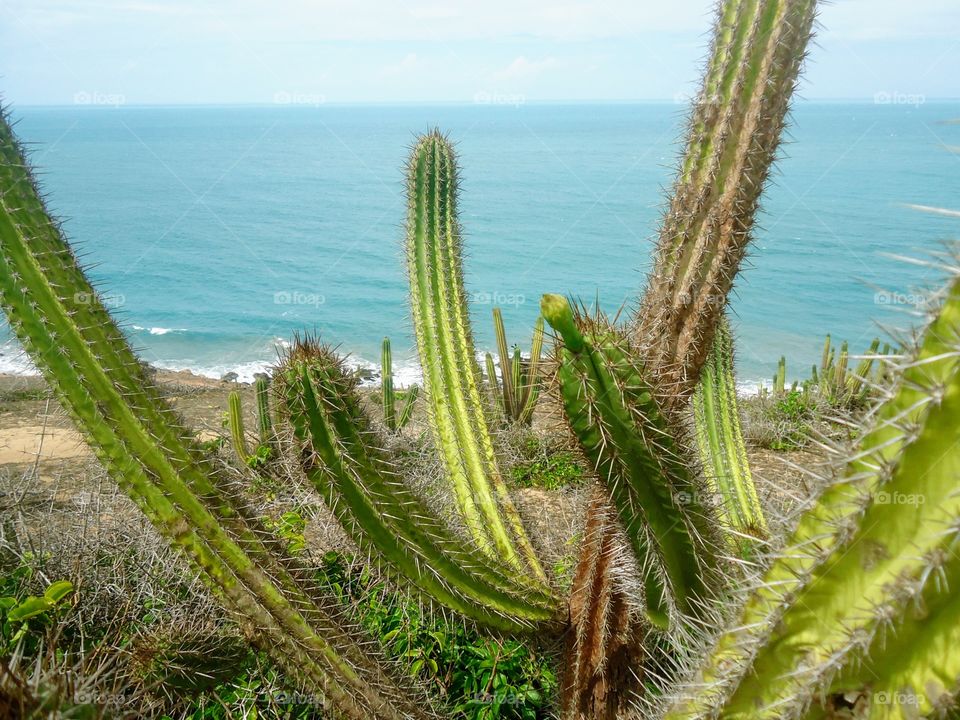 Mandacaru at Jericoacoara Beach - CE, Brazil