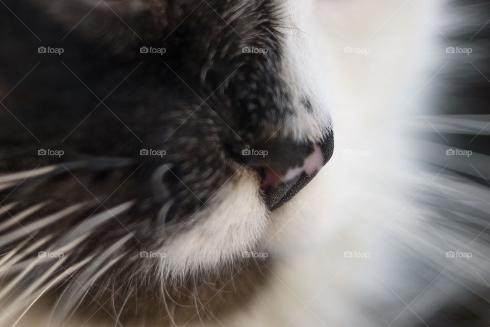 Snout and whisker of a cat