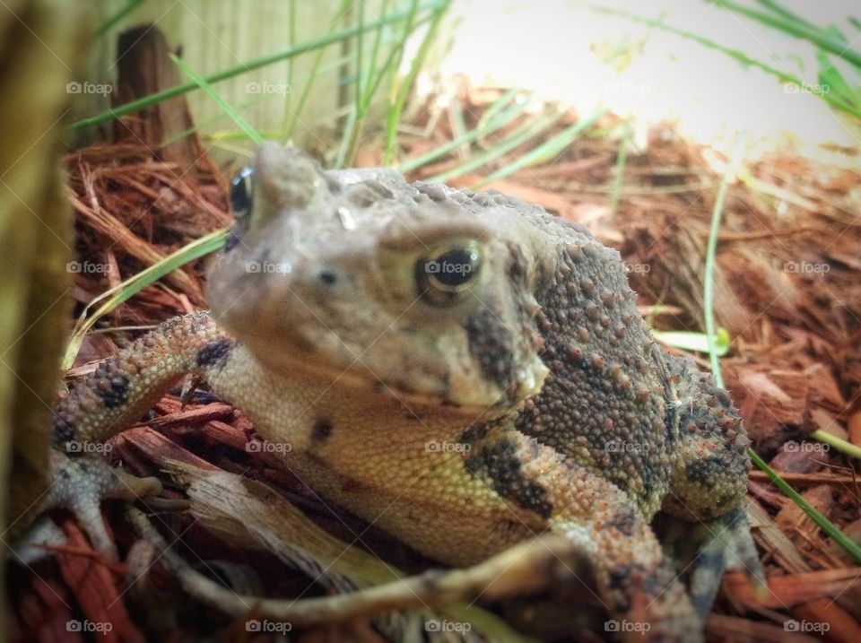 Kermit . Frogs everywhere after a storm.