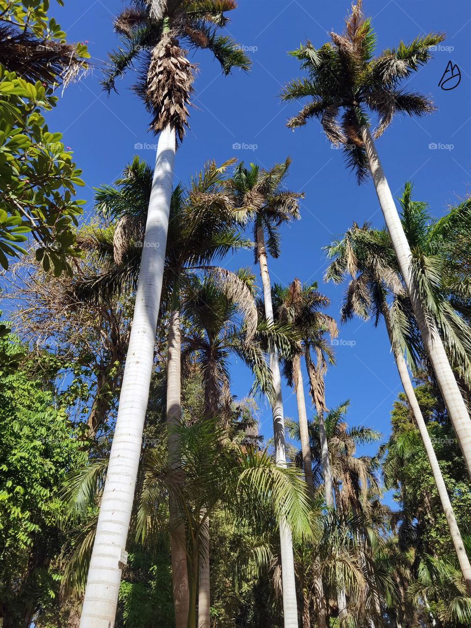 Tree's Garden - Aswan / Egypt