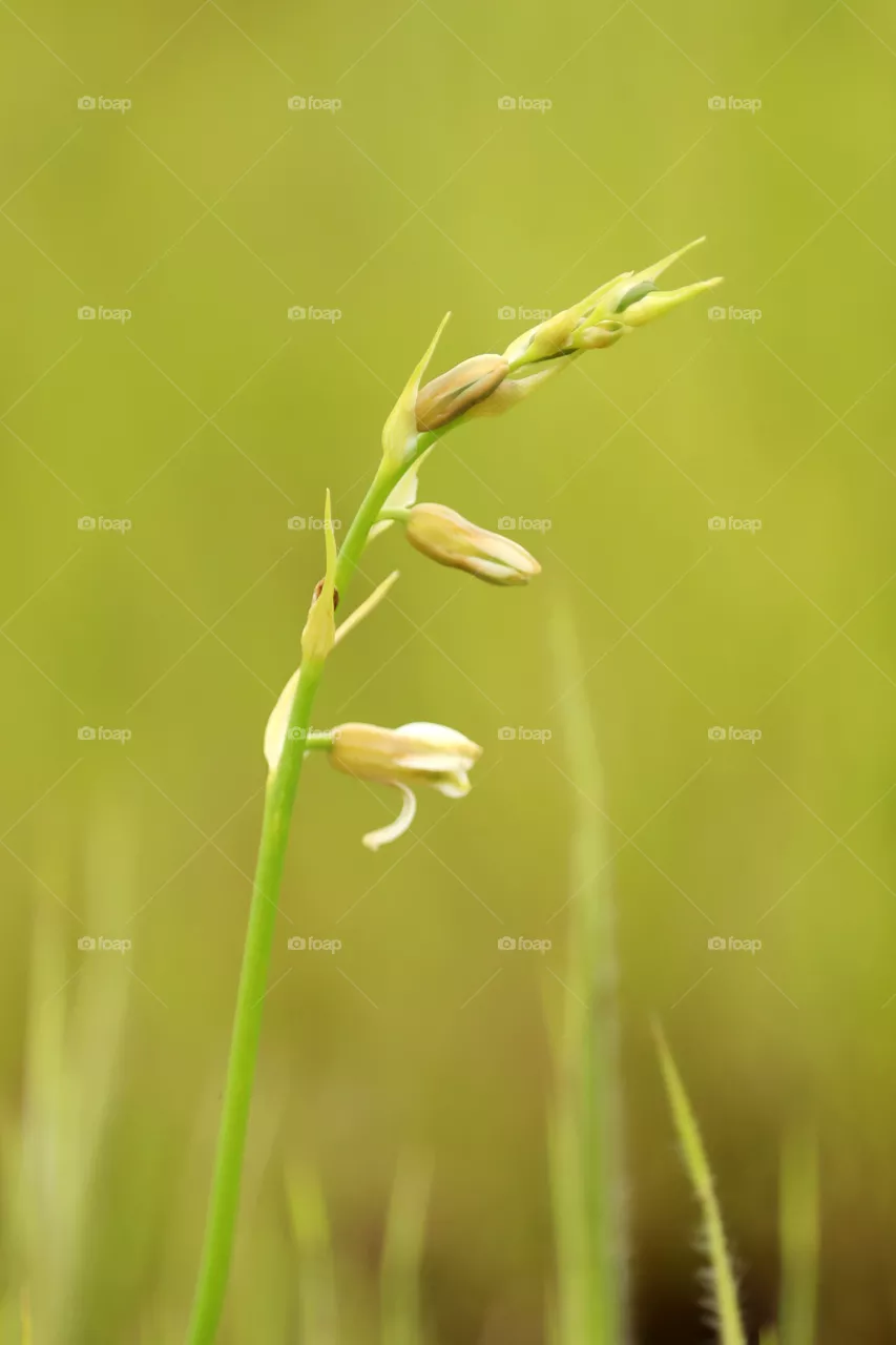 white flower Indian grass flower.