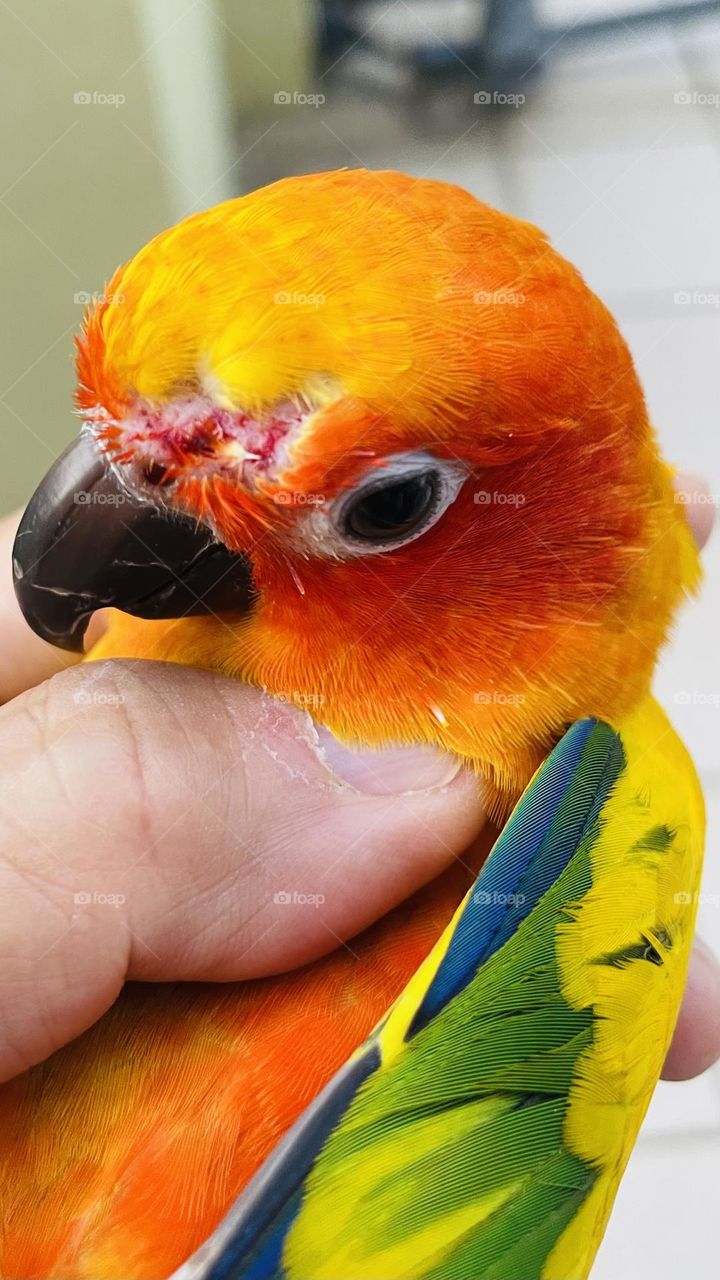 Colourful parrot