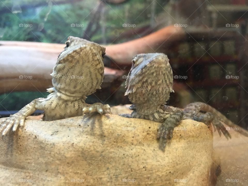 Cutest Pet in the World