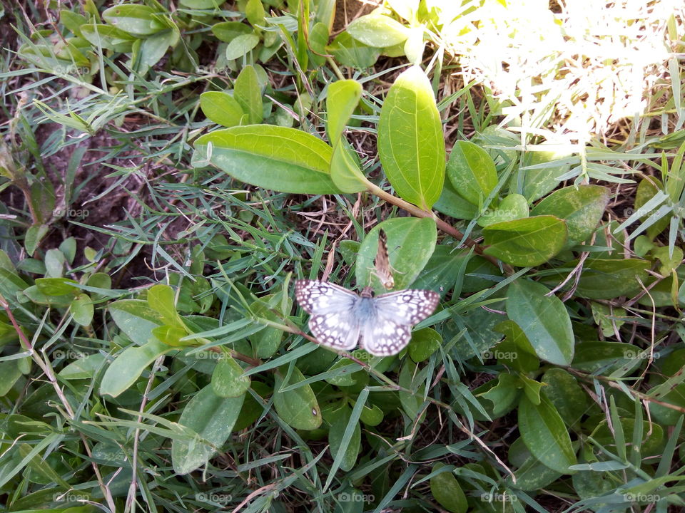 Nature, Flora, Leaf, Closeup, Garden