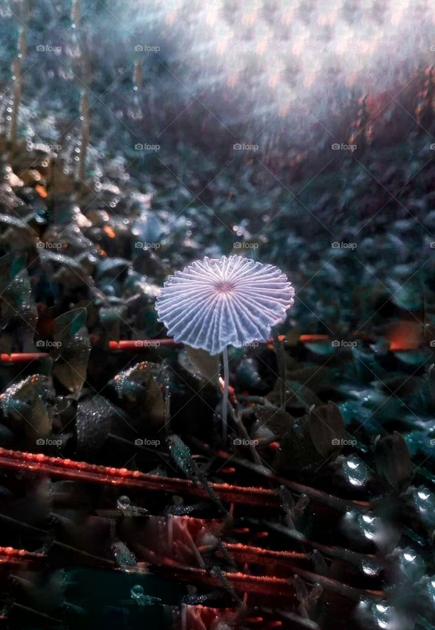 A little Mushroom 🍄