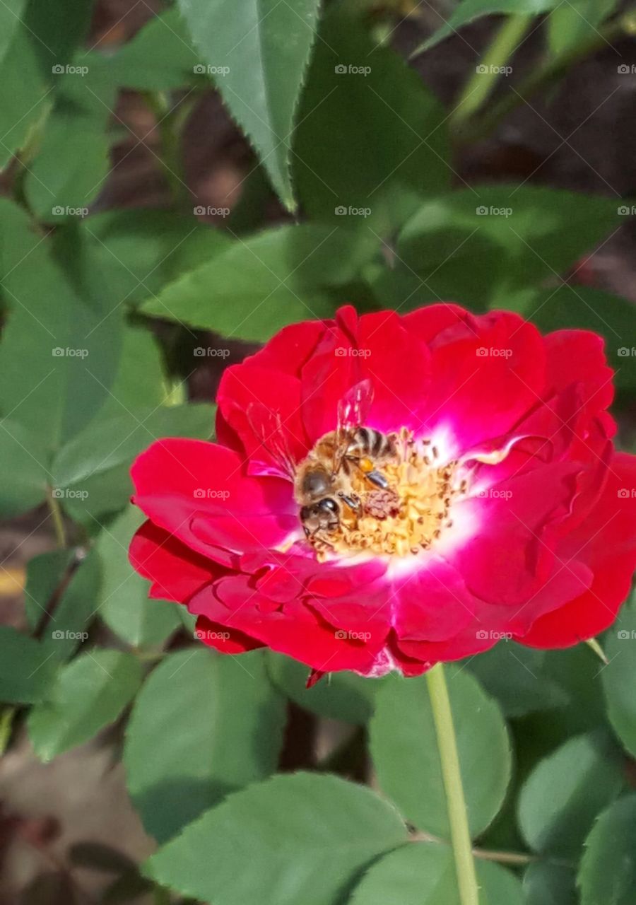 Red Rose and Bee