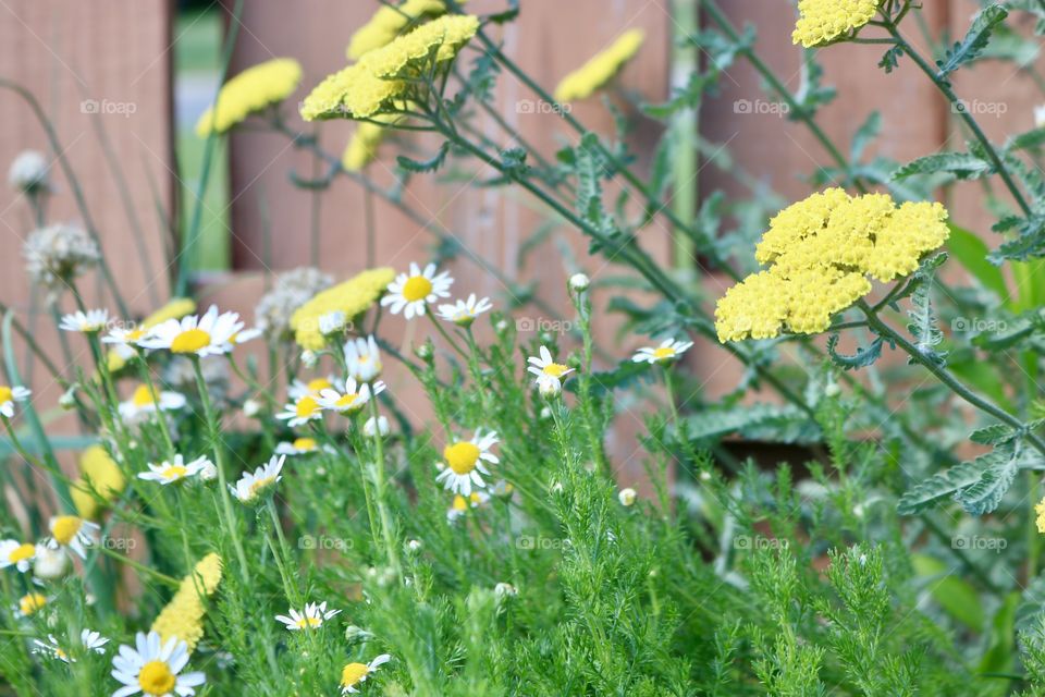 Herb Garden 