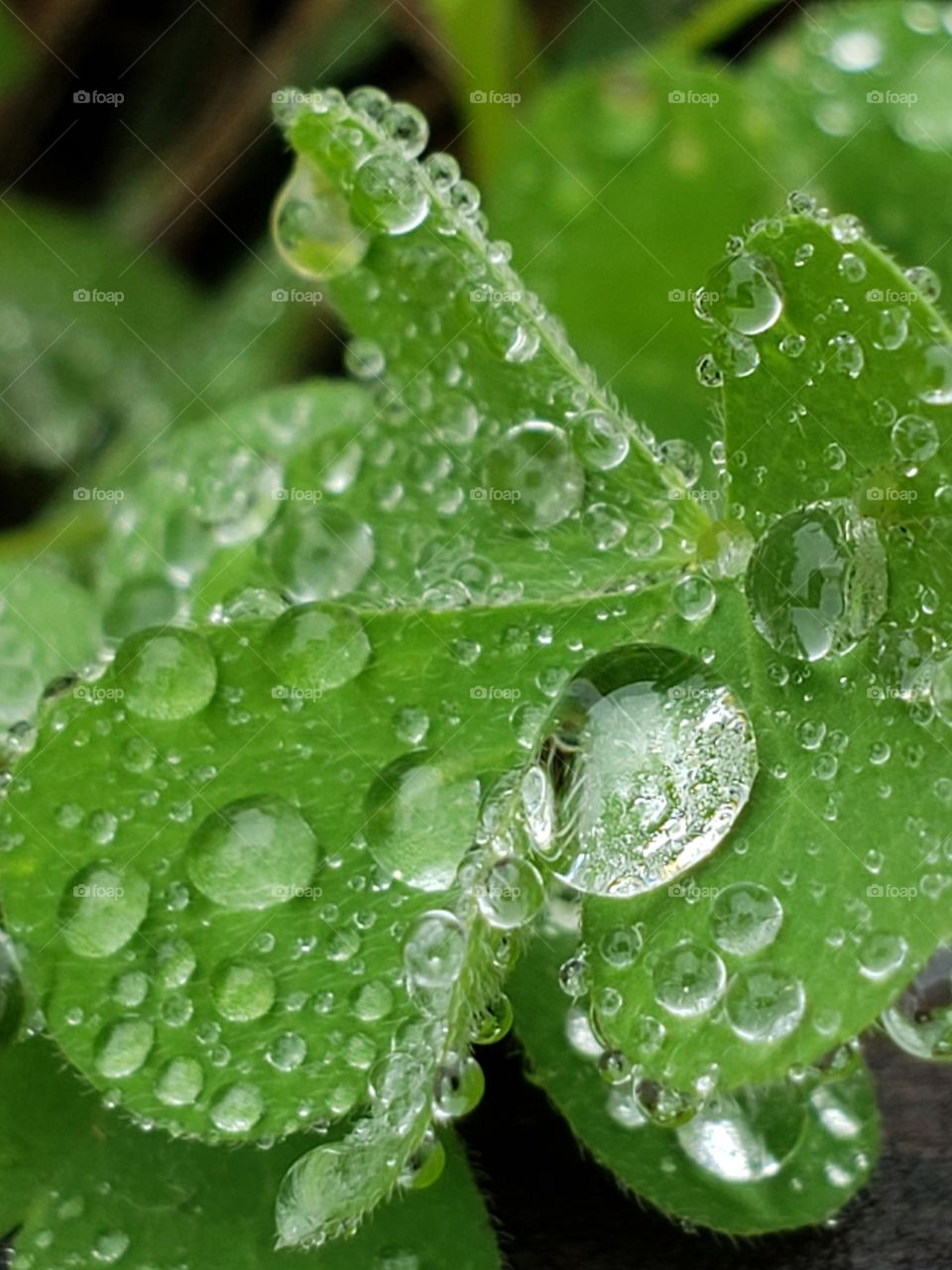 Water droplets in close up