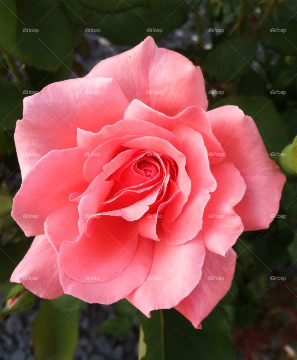 Beautiful rose at the Rose Garden in Oregon 