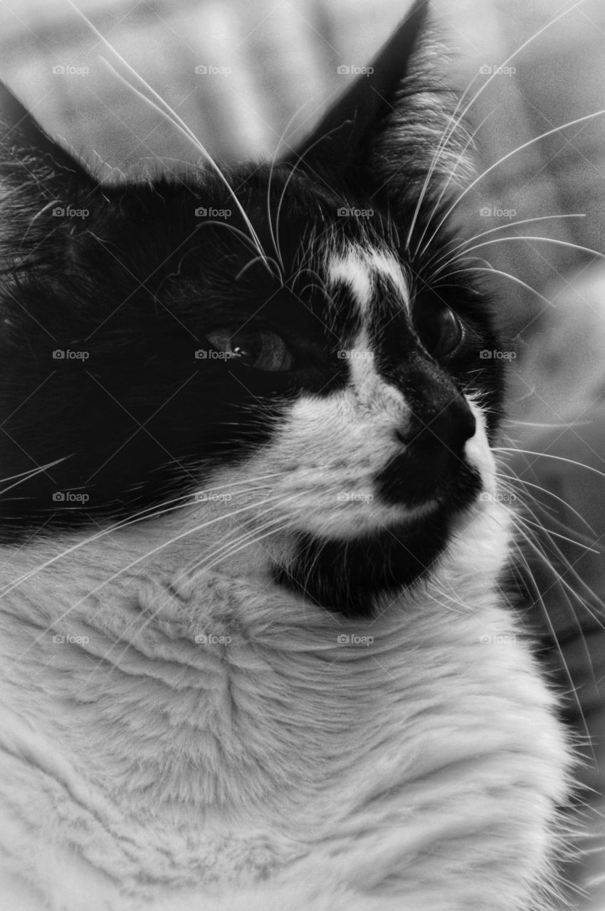 Black and white portrait of a sassy tuxedo cat.
