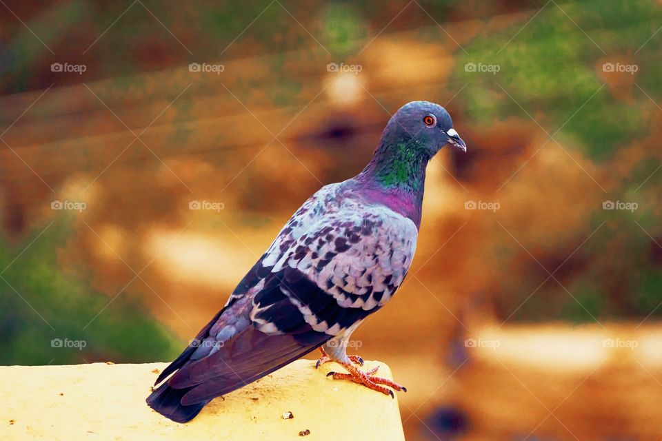 Bird photography - Natural beauty - Dove