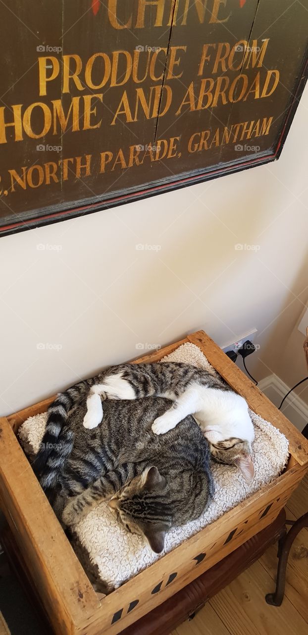Tabby cats snuggling