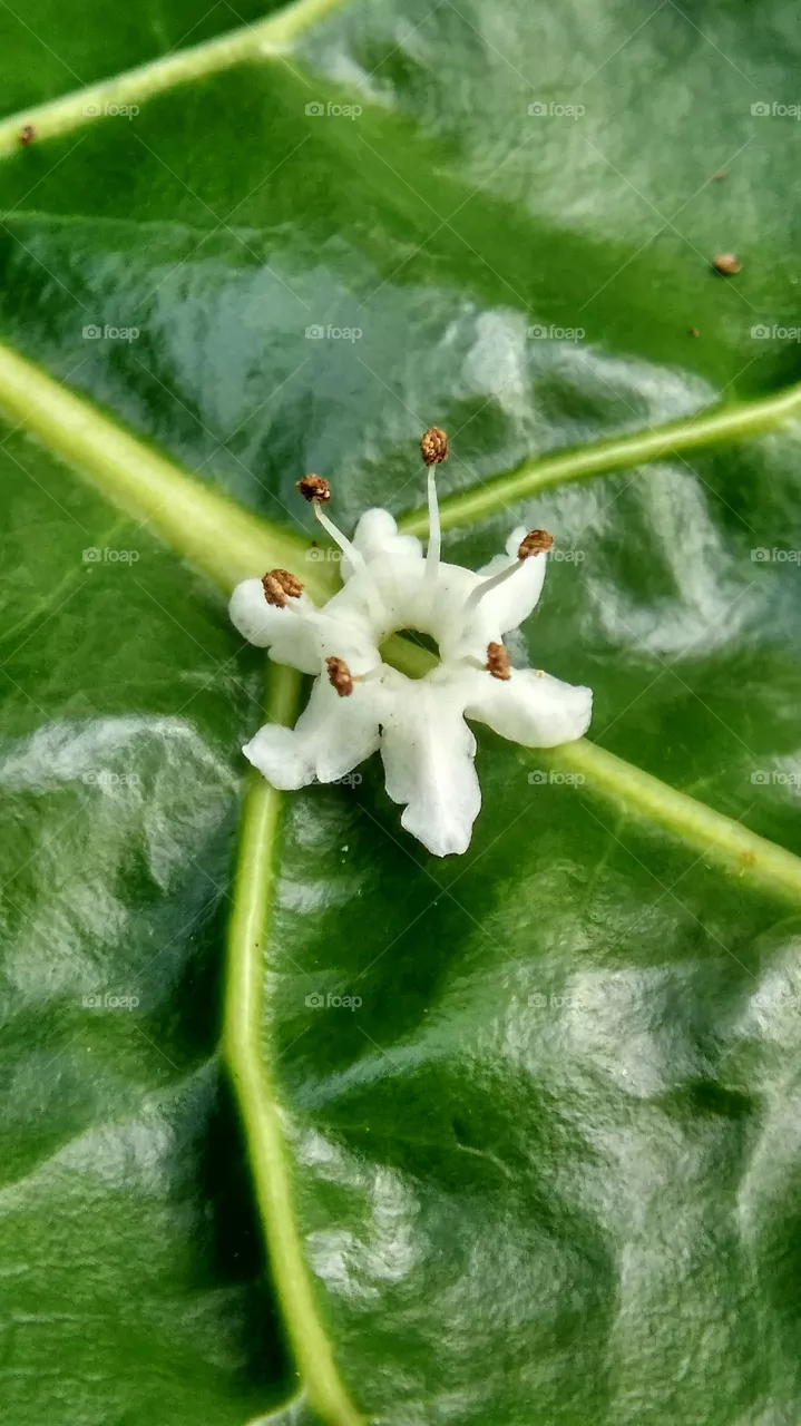 flower