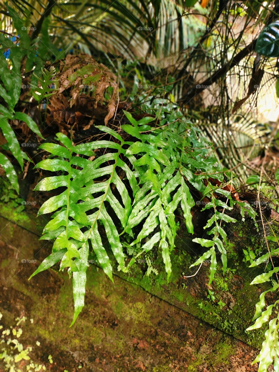 green leaf