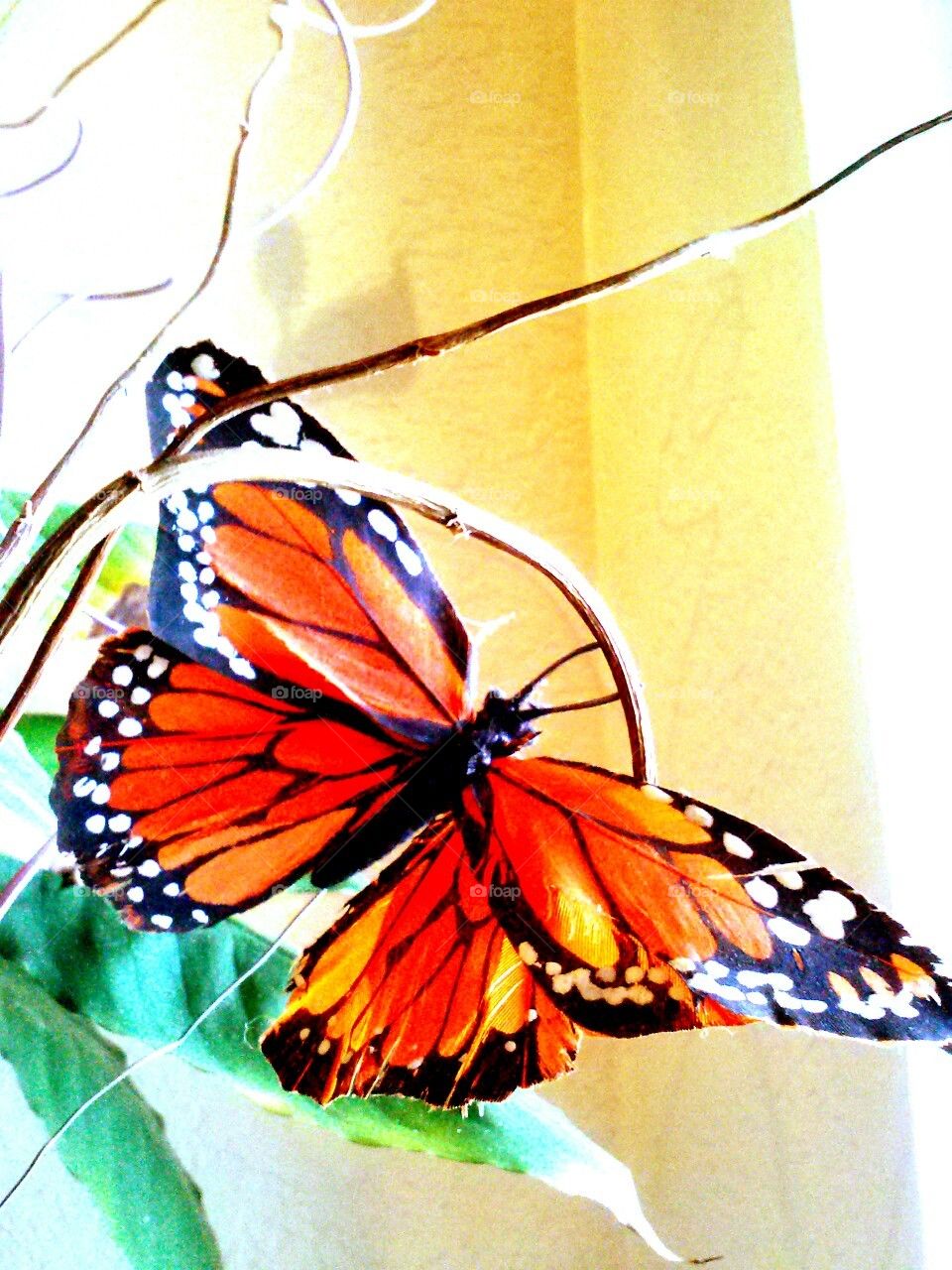 Butterfly Fly