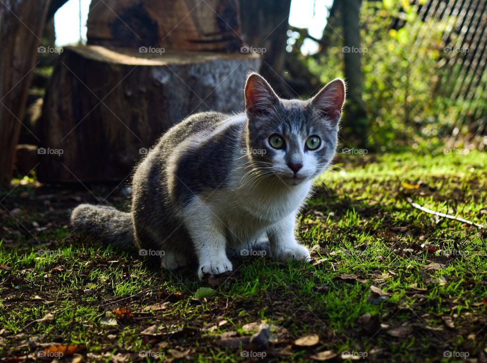 White gray cat in a garden 02
