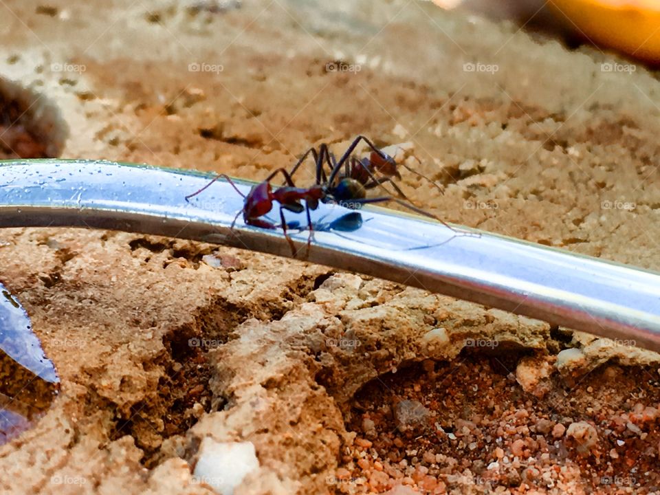 Outdoors two worker ants exploring silver spoon handle 