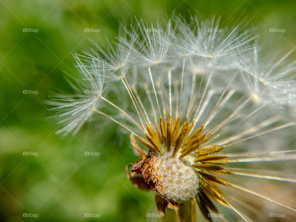 Closeup of dandelion