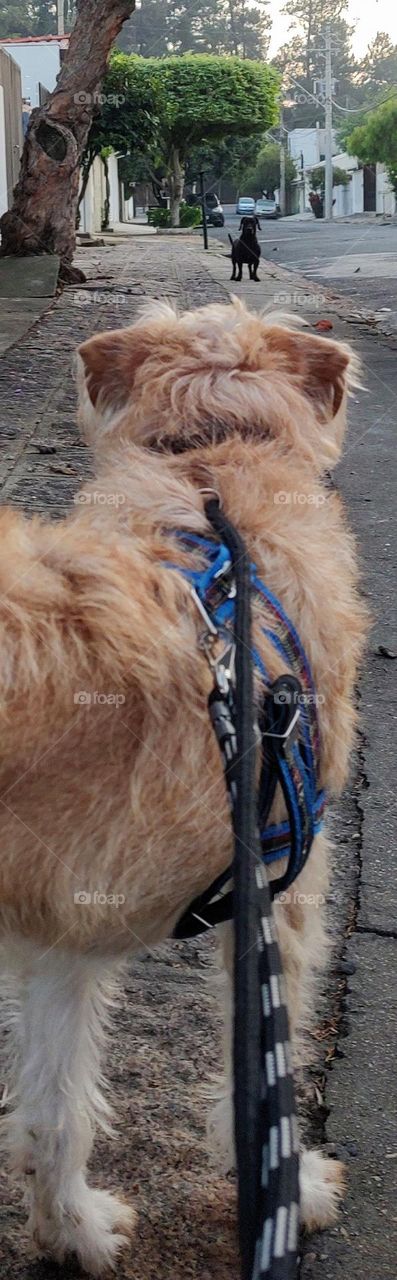 Goldendoodle - Indaiatuba City