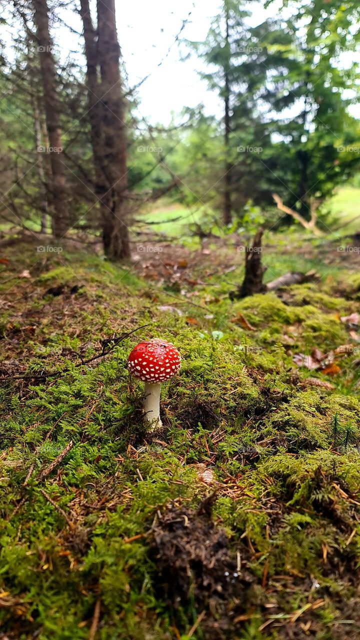 Pilz mushroom rot Märchen Wald forest