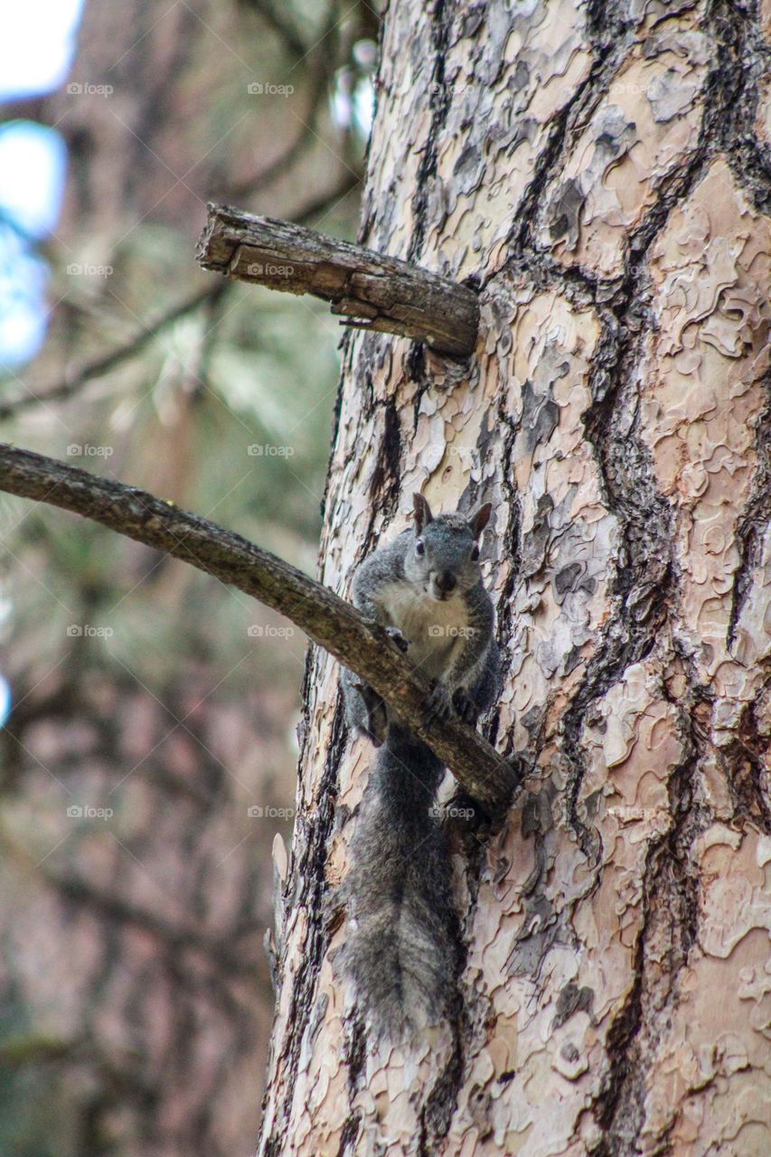 Squirrel peeking down from high up in a tree branch in Oregon 
